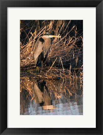 Framed OR, Baskett Slough NWR, Great Blue Heron bird Print