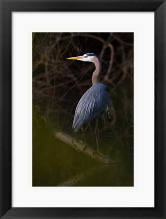 Framed Great Blue Heron roosting, willow trees, Texas Print