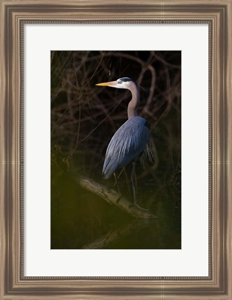 Framed Great Blue Heron roosting, willow trees, Texas Print