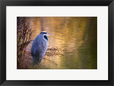 Framed Washington, Seabeck Great Blue Heron bird Print