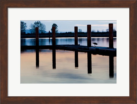 Framed Washington, Great Blue Heron bird Print