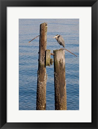 Framed Great Blue Heron bird, Elliott Bay Print