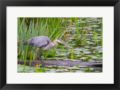 Framed Great Blue Heron bird, Juanita Bay Wetland, Washington Print