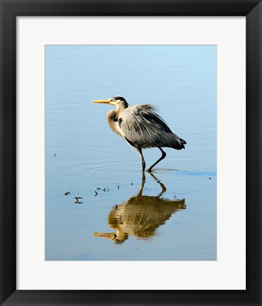 Framed Great Blue Heron in Ridgefield NWR, Ridgefield, Washington Print