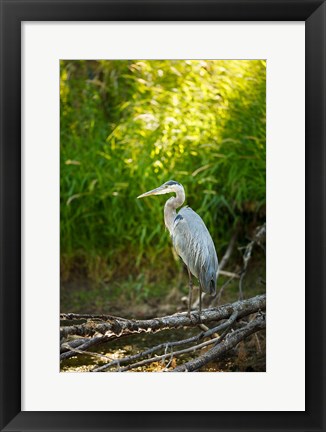 Framed Great Blue Heron, Washington State Print