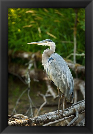 Framed Washington State, Great Blue Heron Print