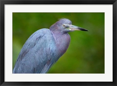 Framed Little Blue Heron), Tortuguero, Costa Rica Print