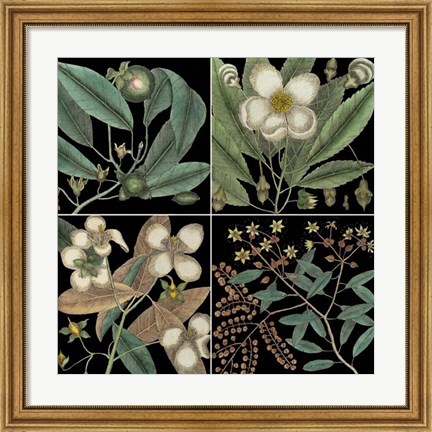 Framed Graphic Botanical Grid V Print