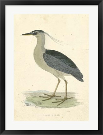 Framed Vintage Night Heron Print