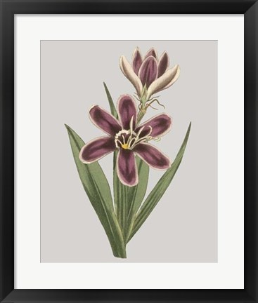 Framed Floral Gems III Print