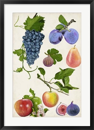 Framed Fruit Collection II Print