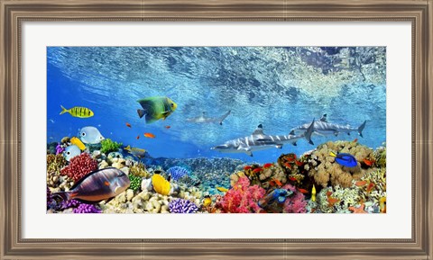 Framed Reef Sharks and fish, Indian Sea Print