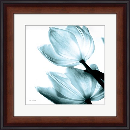 Framed Translucent Tulips II Sq Aqua Print