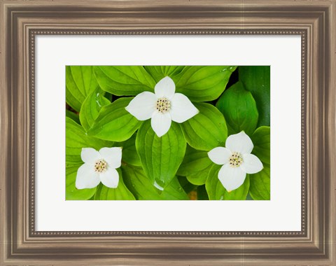 Framed Bunchberry in Bloom on Monadnock Mountain, Lemington, Vermont Print