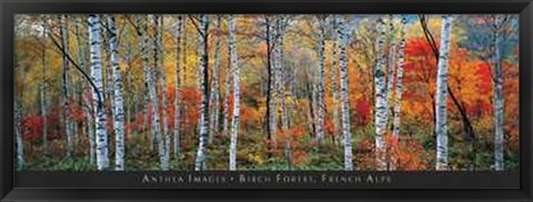 Framed Birch Forest, French Alps Print