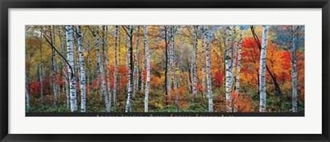 Framed Birch Forest, French Alps Print