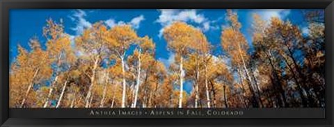 Framed Aspens in Fall, Colorado Print