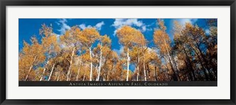 Framed Aspens in Fall, Colorado Print