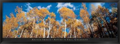 Framed Aspens in Fall, Colorado Print