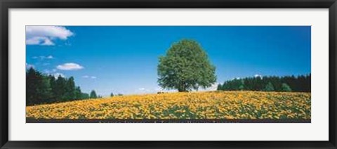 Framed Flower Hill in Tuscany Print