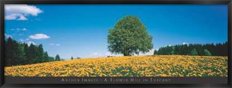 Framed Flower Hill in Tuscany Print