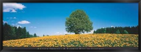 Framed Flower Hill in Tuscany Print