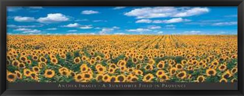 Framed Sunflower Field in Provence Print