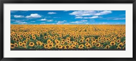 Framed Sunflower Field in Provence Print