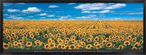 Framed Sunflower Field in Provence Print