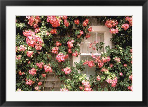 Framed Roses and home, Nantucket Island Print