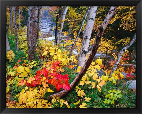 Framed New Hampshire, White Mountains National Forest Print