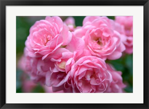 Framed Pink Landscape Roses, Jackson, New Hampshire Print