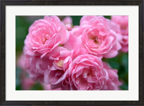 Framed Pink Landscape Roses, Jackson, New Hampshire Print