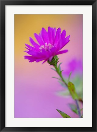 Framed Aster flower in autumn, New Hampshire Print