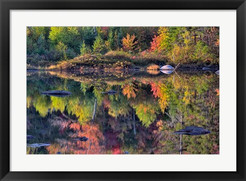 Framed Shoreline reflection, Lily Pond, White Mountain National Forest, New Hampshire Print