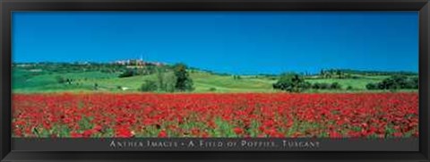 Framed Field of Poppies, Tuscany Print