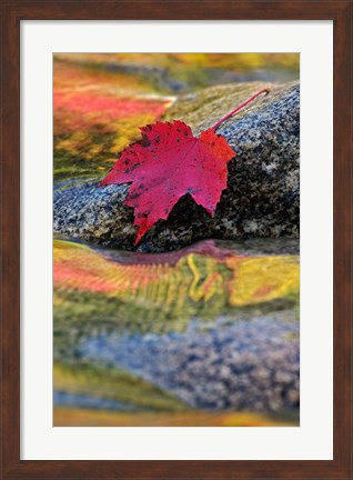 Framed Red Maple leaf on rock in Swift River, White Mountain National Forest, New Hampshire Print