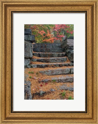 Framed Pine needles, White Mountain Forest, New Hampshire Print