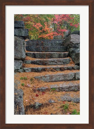 Framed Pine needles, White Mountain Forest, New Hampshire Print