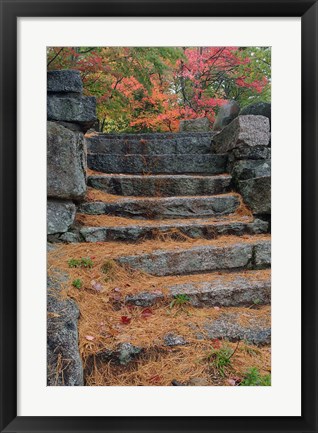 Framed Pine needles, White Mountain Forest, New Hampshire Print