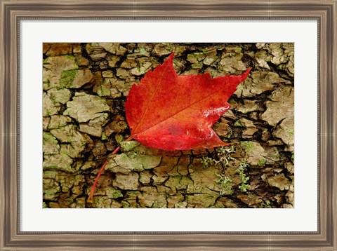 Framed Red maple in White Mountain Forest, New Hampshire Print