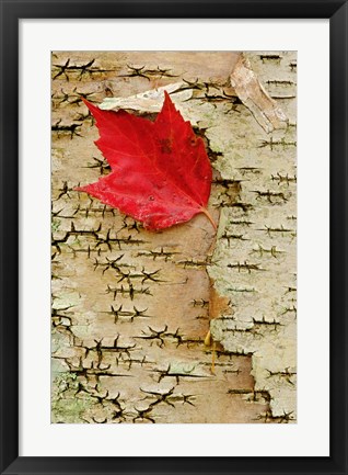 Framed Red maple flora, White Mountain Forest, New Hampshire Print