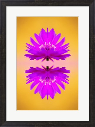 Framed Aster flower in autumn, New Hampshire Print