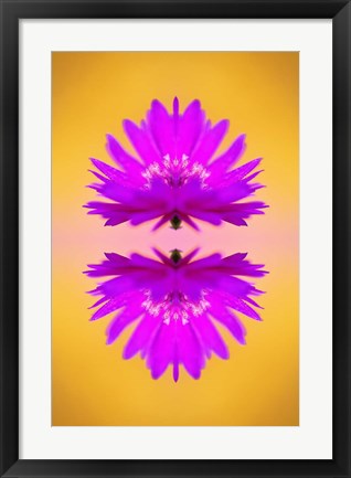 Framed Aster flower in autumn, New Hampshire Print