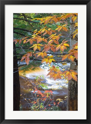 Framed Stream and Fall Foliage, New Hampshire Print