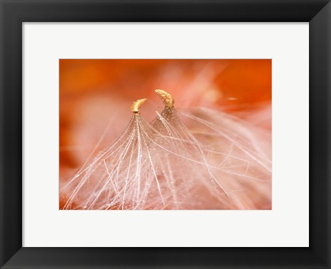 Framed Seedheads Dancing, New Hampshire Print