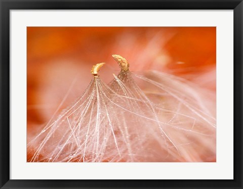 Framed Seedheads Dancing, New Hampshire Print