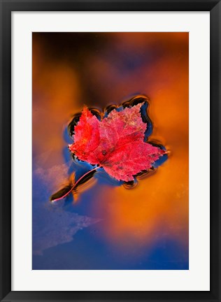 Framed Maple Leaf in Fall Reflections, White Mountains, New Hampshire Print