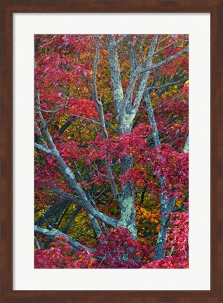 Framed Franconia Notch State Park, White Mountains, New Hampshire Print