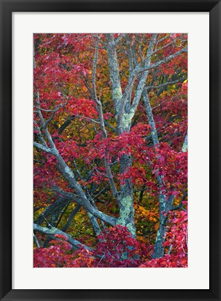 Framed Franconia Notch State Park, White Mountains, New Hampshire Print